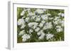 Mongolia, North Central Mongolia, Hustai National Park, a Mongolian Aster-Emily Wilson-Framed Photographic Print