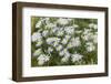 Mongolia, North Central Mongolia, Hustai National Park, a Mongolian Aster-Emily Wilson-Framed Photographic Print