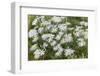 Mongolia, North Central Mongolia, Hustai National Park, a Mongolian Aster-Emily Wilson-Framed Photographic Print