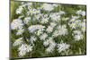 Mongolia, North Central Mongolia, Hustai National Park, a Mongolian Aster-Emily Wilson-Mounted Photographic Print