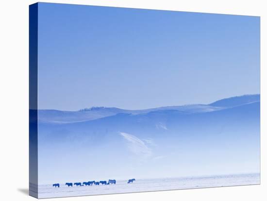 Mongolia, Ovorkhangai, Orkkhon Valley, Horses in the Winter Landscape-Nick Ledger-Stretched Canvas