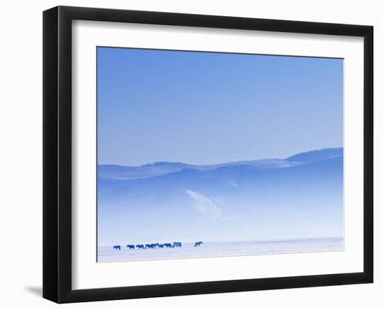 Mongolia, Ovorkhangai, Orkkhon Valley, Horses in the Winter Landscape-Nick Ledger-Framed Premium Photographic Print