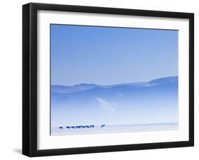 Mongolia, Ovorkhangai, Orkkhon Valley, Horses in the Winter Landscape-Nick Ledger-Framed Photographic Print