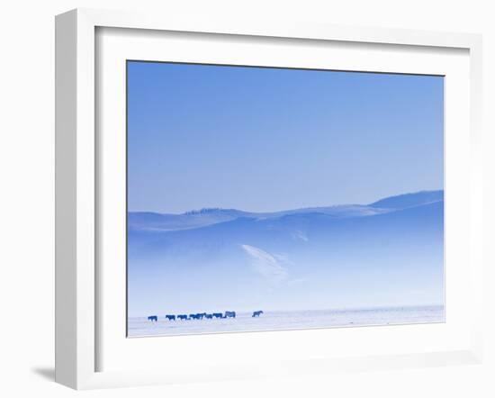 Mongolia, Ovorkhangai, Orkkhon Valley, Horses in the Winter Landscape-Nick Ledger-Framed Photographic Print