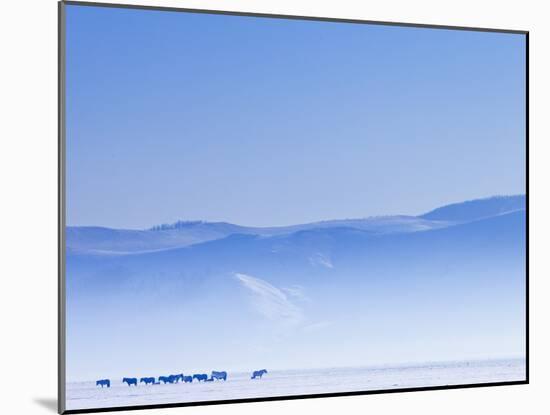 Mongolia, Ovorkhangai, Orkkhon Valley, Horses in the Winter Landscape-Nick Ledger-Mounted Photographic Print