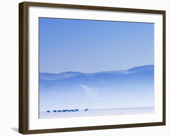 Mongolia, Ovorkhangai, Orkkhon Valley, Horses in the Winter Landscape-Nick Ledger-Framed Photographic Print