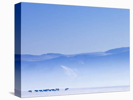 Mongolia, Ovorkhangai, Orkkhon Valley, Horses in the Winter Landscape-Nick Ledger-Stretched Canvas