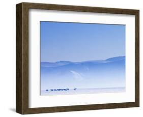 Mongolia, Ovorkhangai, Orkkhon Valley, Horses in the Winter Landscape-Nick Ledger-Framed Photographic Print