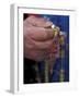 Mongolian Buddhist Holding a Rosary, Ulaan Baatar-Keren Su-Framed Photographic Print