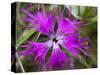 Mongolian Flower-Art Wolfe-Stretched Canvas