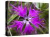 Mongolian Flower-Art Wolfe-Stretched Canvas