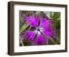 Mongolian Flower-Art Wolfe-Framed Photographic Print