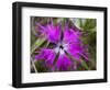 Mongolian Flower-Art Wolfe-Framed Photographic Print