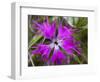 Mongolian Flower-Art Wolfe-Framed Photographic Print