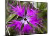 Mongolian Flower-Art Wolfe-Mounted Photographic Print