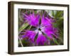 Mongolian Flower-Art Wolfe-Framed Photographic Print