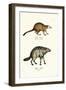 Mongoose, 1824-Karl Joseph Brodtmann-Framed Giclee Print