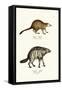 Mongoose, 1824-Karl Joseph Brodtmann-Framed Stretched Canvas