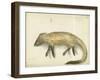 Mongoose, 1872-Claude Conder-Framed Giclee Print