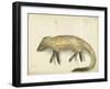 Mongoose, 1872-Claude Conder-Framed Giclee Print