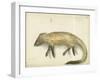 Mongoose, 1872-Claude Conder-Framed Giclee Print