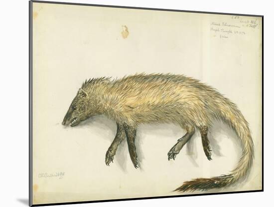 Mongoose, 1872-Claude Conder-Mounted Giclee Print