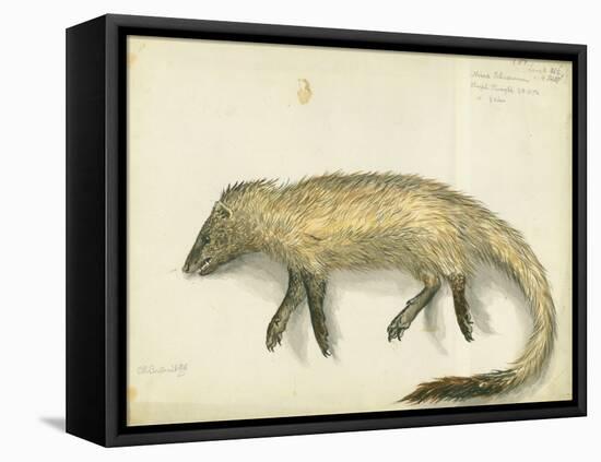 Mongoose, 1872-Claude Conder-Framed Stretched Canvas