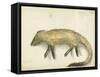 Mongoose, 1872-Claude Conder-Framed Stretched Canvas