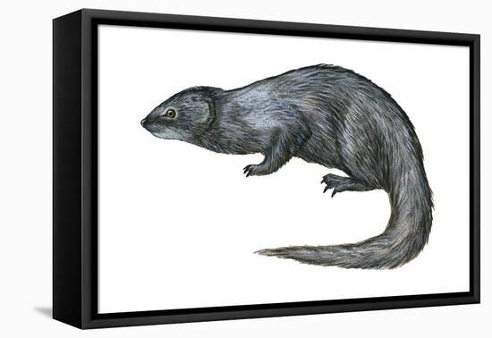 Mongoose (Herpestes Nyula), Mammals-Encyclopaedia Britannica-Framed Stretched Canvas