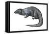 Mongoose (Herpestes Nyula), Mammals-Encyclopaedia Britannica-Framed Stretched Canvas