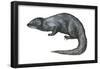 Mongoose (Herpestes Nyula), Mammals-Encyclopaedia Britannica-Framed Poster