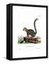 Mongoose Lemur-null-Framed Stretched Canvas