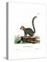 Mongoose Lemur-null-Stretched Canvas