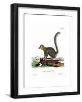 Mongoose Lemur-null-Framed Giclee Print