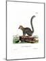 Mongoose Lemur-null-Mounted Giclee Print