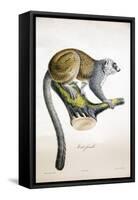 Mongoose Lemur-null-Framed Stretched Canvas