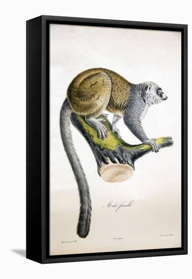 Mongoose Lemur-null-Framed Stretched Canvas