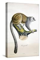 Mongoose Lemur-null-Stretched Canvas