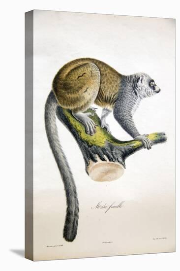 Mongoose Lemur-null-Stretched Canvas