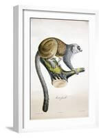 Mongoose Lemur-null-Framed Giclee Print