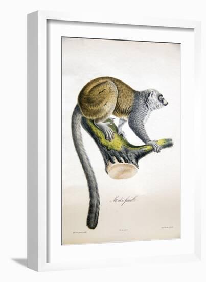 Mongoose Lemur-null-Framed Giclee Print