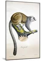 Mongoose Lemur-null-Mounted Giclee Print