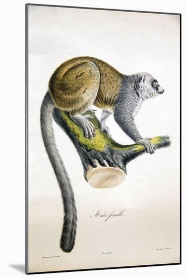 Mongoose Lemur-null-Mounted Giclee Print