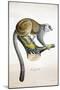 Mongoose Lemur-null-Mounted Giclee Print