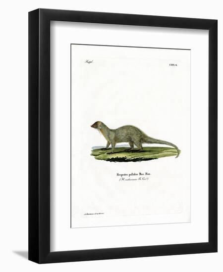 Mongoose-null-Framed Premium Giclee Print