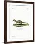 Mongoose-null-Framed Giclee Print