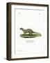 Mongoose-null-Framed Giclee Print