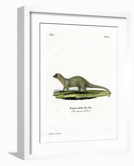 Mongoose-null-Framed Giclee Print