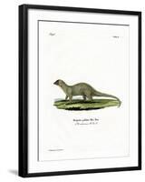 Mongoose-null-Framed Giclee Print