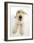 Mongrel Dog, Mutley, Looking Up-Mark Taylor-Framed Photographic Print